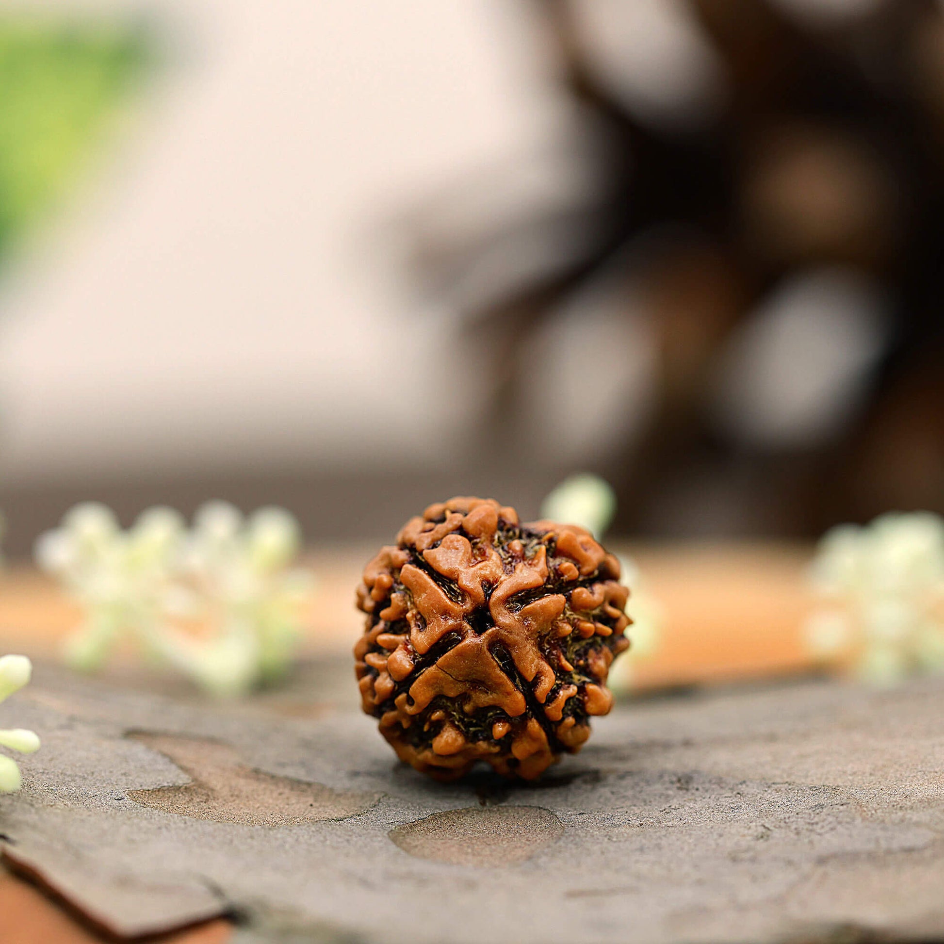 4 mukhi rudraksha