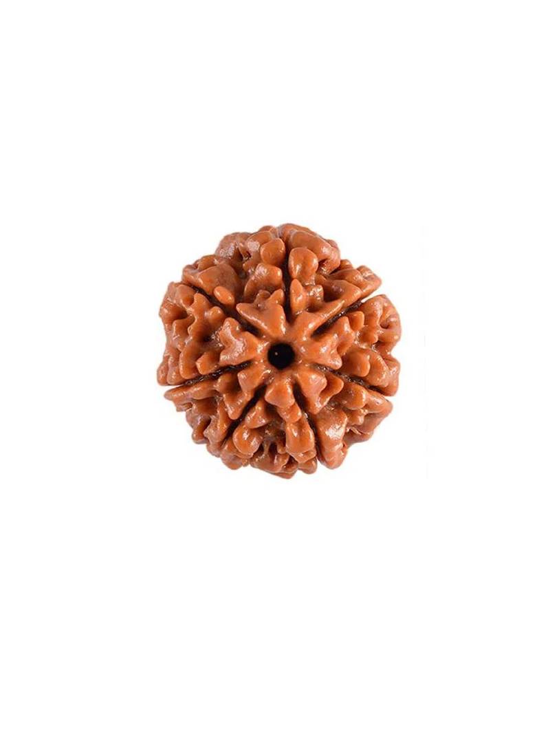 7 mukhi rudraksha