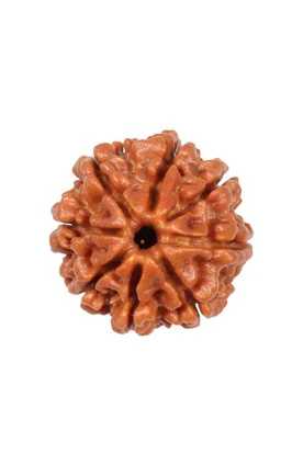 8 mukhi rudraksha