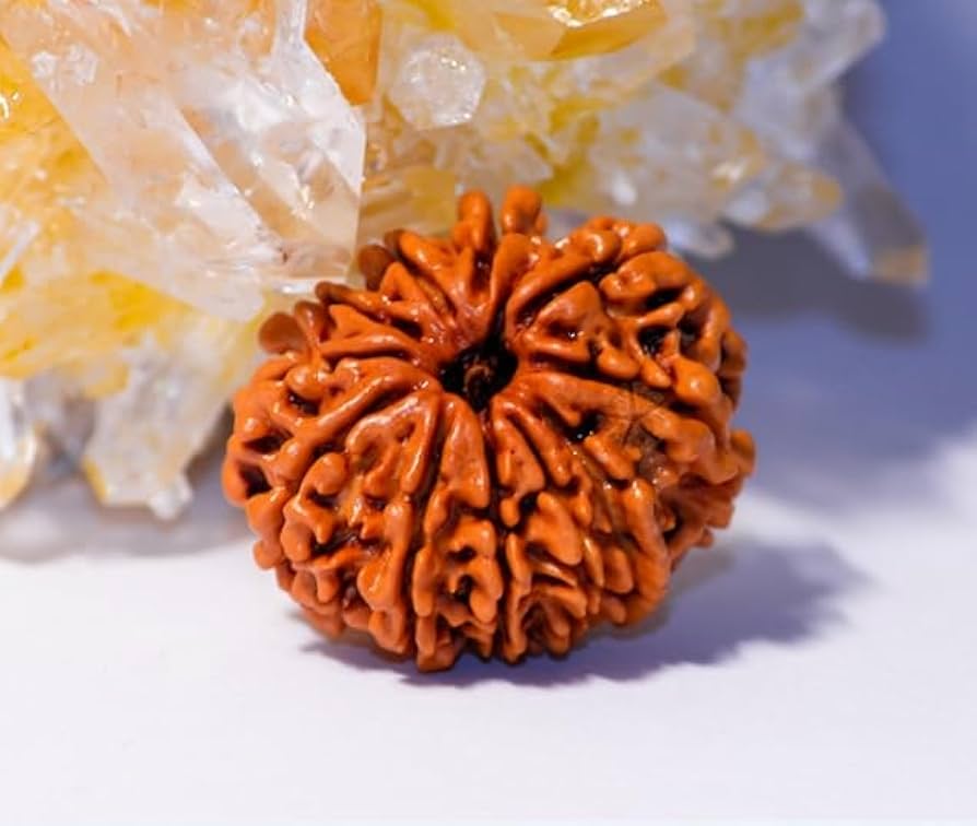 9 mukhi rudraksha