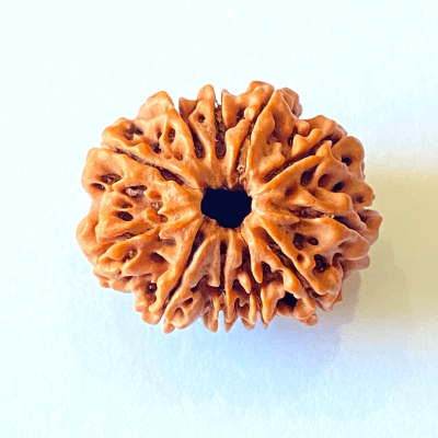 11 mukhi rudraksha