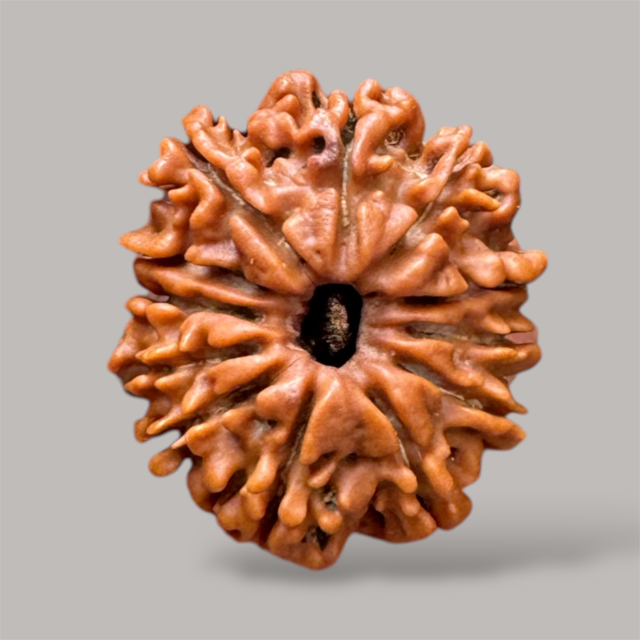 12 mukhi rudraksha